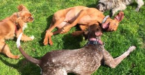 Bayside Buddies - Dog Daycare