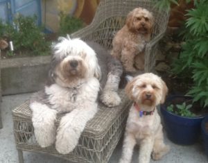Bayside Buddies Melbourne