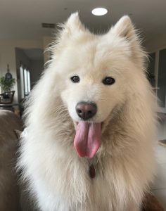 Bayside Buddies dog minding Frankston