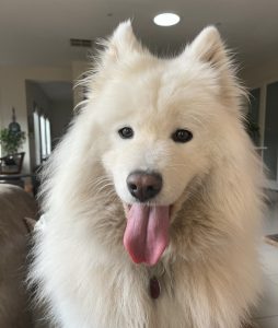 Bayside Buddies dog minding Frankston
