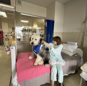 Bayside Buddies dog minding services Frankston